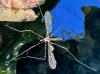 Limonia nubeculosa